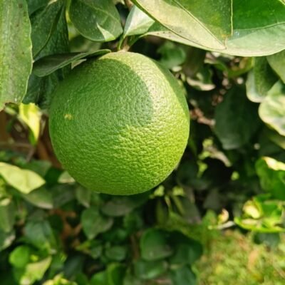 WhatsApp Image 2024-06-11 at 15.26.17_76df0089 WhatsApp Image 2024-06-11 at 15.26.17_76df0089